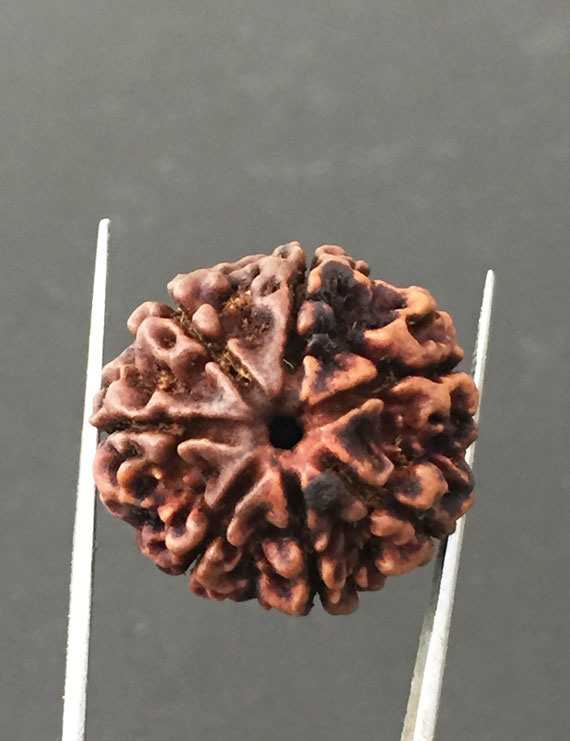 7 Mukhi Certified Nepali Rudraksha Size- 24 mm